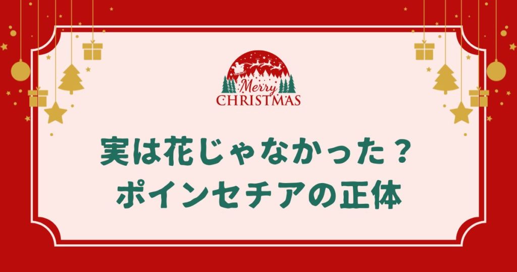 【クリスマスの赤い花】実は花じゃなかった？ポインセチアの正体と育て方